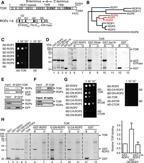 Gtpase Rop Binds And Promotes Activation Of Target Of Rapamycin Tor