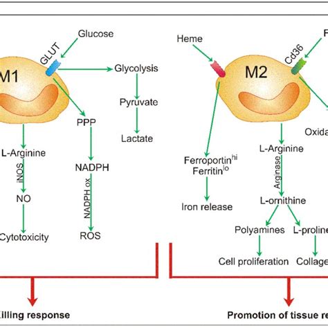 (PDF) Polarization and Repolarization of Macrophages