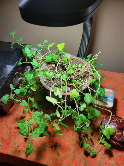 I started growing this catnip plant almost 2 years ago. It's hardy af