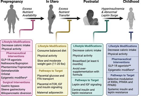 Frontiers The Metabolic Conditioning Of Obesity A Review Of The Pathogenesis Of Obesity And