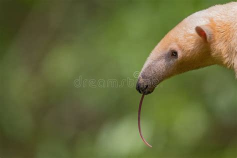 Tamandua Tamandua Tetradactyla Foto De Archivo Imagen De Tabago