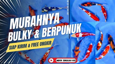 HARGA PAKET IKAN KOI BLITAR SIZE 30 UP PALING MURAH CUMA DISINI BOSKU