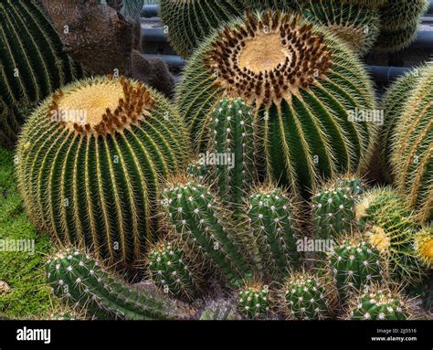Golden barrel cactus (Echinocactus grusonii). Habitat Mexico. The ...