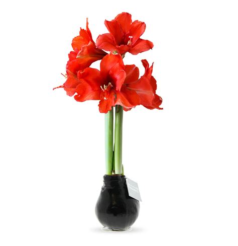 No Water Flowers® Amaryllis Bol In Zwarte Wax Bol Pflanze2000