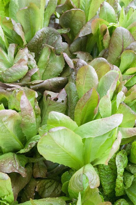 Lettuce Rouge D Hiver Romaine Brim Seed Co