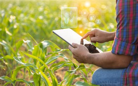 Farmer Using Digital Tablet In Corn Crop Cultivated Field With Smart