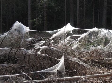 The 6 Types Of Spider Webs Fauna Facts