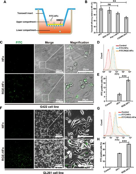 In Vitro Evaluation Of Peptide Hfn Nps For Transcytosis And Cell