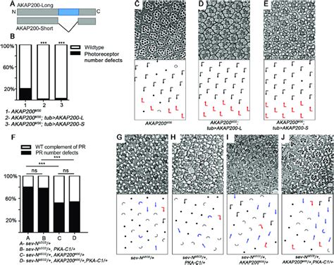 AKAP200 Promotes Notch Signaling In A PKA Independent Manner A