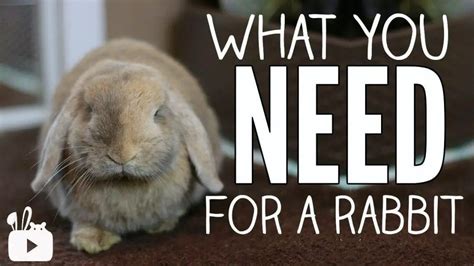 Top 15 Bunny Supplies Rabbit Owners Must Have Here Bunny