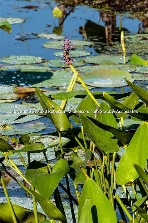 pickerelweed_3998.jpg | Tom Stack