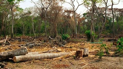 Contaminación La Deforestación