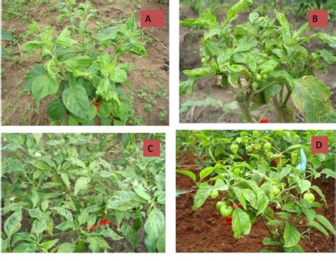 Figure 1 From Surveys Of Virus Diseases On Pepper Capsicum Spp In