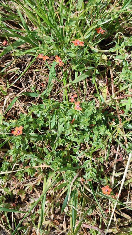 Scarlet Pimpernel Anagallis Arvensis Norfolk England Uk Stock