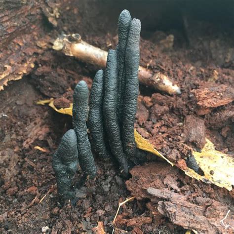 This Creepy-Looking Fungus Known as "Dead Man's Fingers"