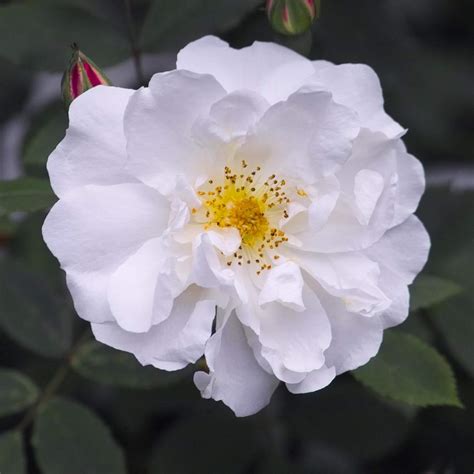 Rambler-Rose 'Venusta Pendula' / Rosa arvensis 'Venusta Pendula'