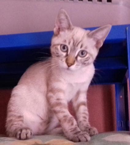 Chanel Gato Adoptado En Castalla Alicante Bamb Difunde