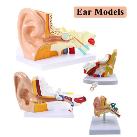 Kulak Modelleri Insan Kulak Anatomisi Kulak Toplama Retim E Itim I