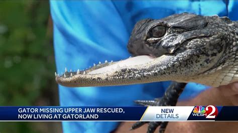 Sanford Alligator Missing Upper Jaw Finds New Home At Gatorland Youtube