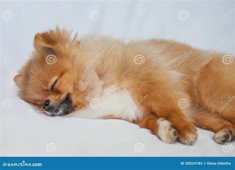 Cute Pomeranian Puppy Sleeping on a White Backgroundlies Stock Image - Image of hound, gold ...