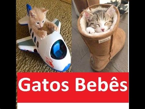 Gatos Beb S Compila O De V Deos De Gatos Fofos E Engra Ados Para