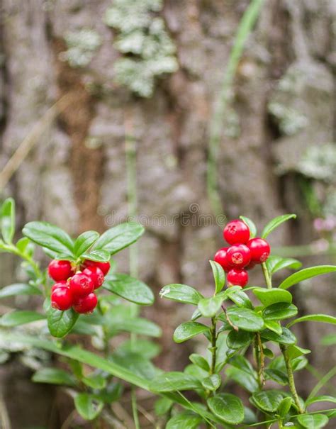 Cowberry Bushes Of Ripe Forest Berries Stock Image Image Of Autumn