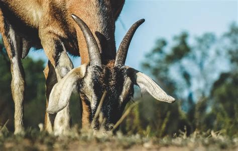 Goat Minerals Guide for Homesteaders - Critter Ridge