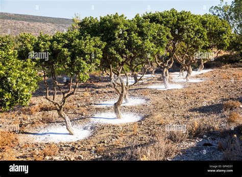 Mastic Tree Garden In Chios Island Greece Stock Photo Alamy