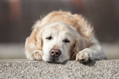 Stress Chez Le Chien Reconna Tre Les Signes Et Trouver Les Solutions