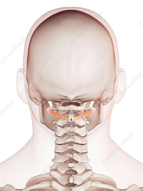 Human neck muscles - Stock Image - F015/8475 - Science Photo Library