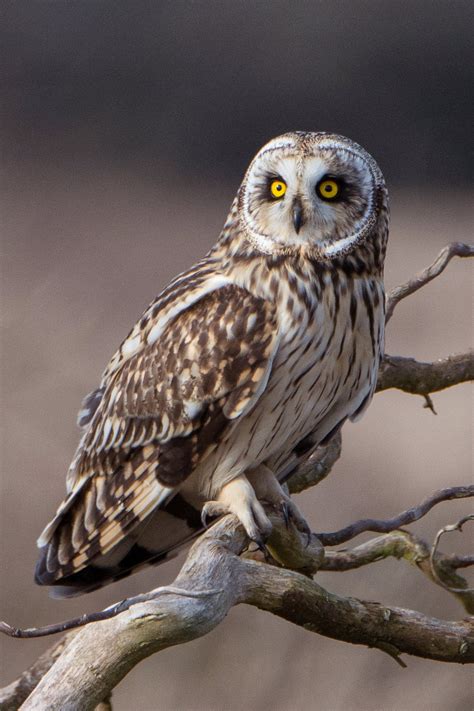 Short-eared Owl | Audubon Field Guide