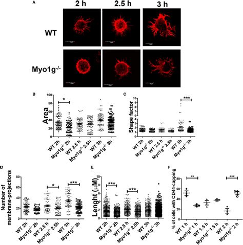 The Absence Of Myo G Delays The Formation Of Membrane Protrusions In