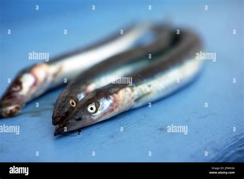 Sand eel hi-res stock photography and images - Alamy