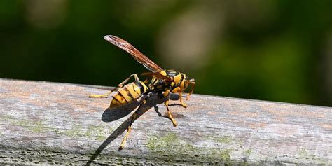 This Quick Way To Cure A Wasp Sting Is Hiding In Your Kitchen Cupboard