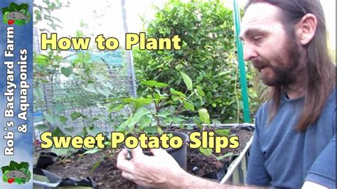 How To Plant Sweet Potato Slips Youtube