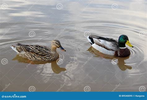 Female And Male Mallards Stock Image Image Of Animal 89540095