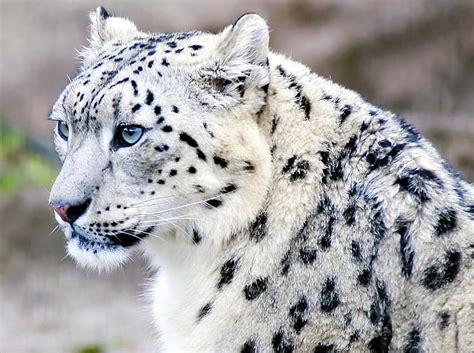 Snow Leopard With Blue Eyes