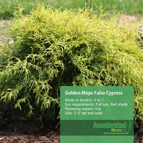 Golden Mops Threadleaf False Cypress Cypress Green Thumb Evergreen