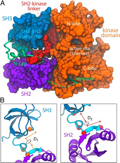 Two State Dynamics Of The Sh Sh Tandem Of Abl Kinase And The