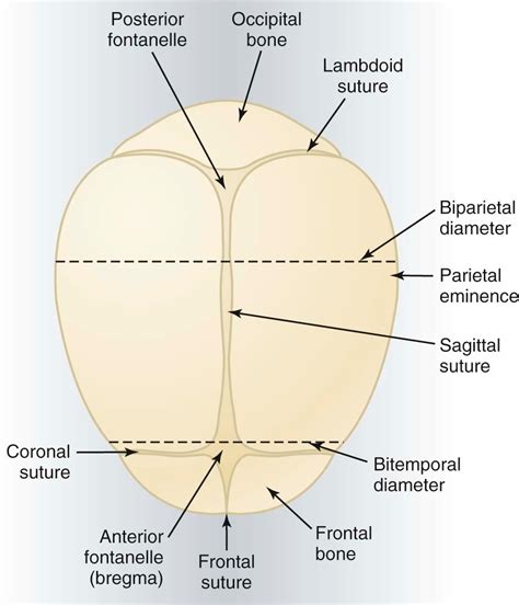 Normal Labor, Delivery, and Postpartum Care: Anatomic Considerations ...