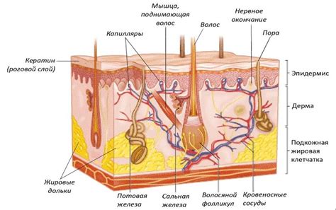 Характеристика кожи человека Строение кожи Основная функция