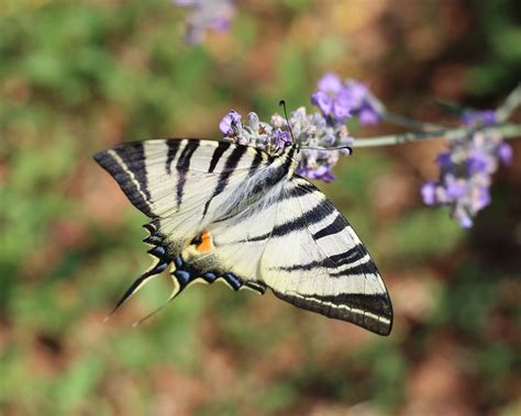 Alam Lavender Serangga Swallowtail Foto Gratis Di Pixabay Pixabay