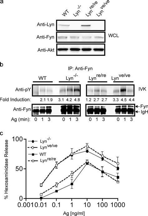 Control Of Fyn Kinase Activity And Mast Cell Degranulation Is Restored