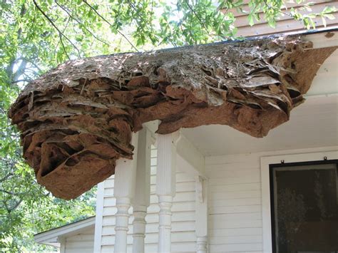 Yellow jacket wasps super nests becoming hazardous in Alabama - Strange Sounds