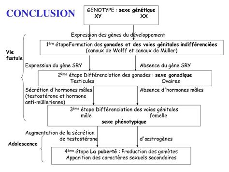 PPT Chapitre IV La procréation PowerPoint Presentation free download