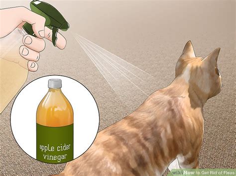 How To Get Rid Of Fleas On Cats With Dawn A Large Flea Infestation Can Quickly Make Them