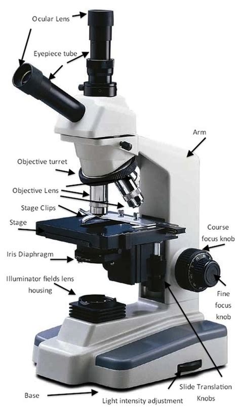 Parts of a Microscope - HaleyMullmicroscopy