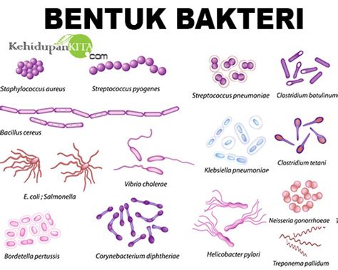 Bentuk Sel Bakteri dan Ukuran Bakteri