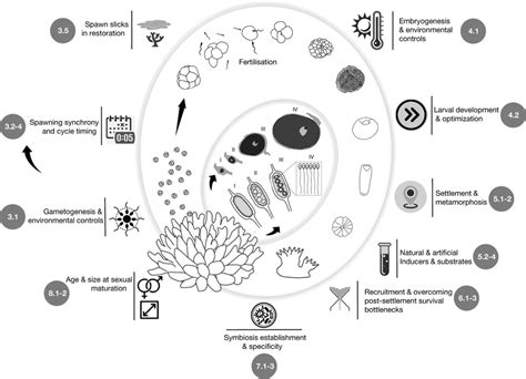 Coral Life Cycle Diagram