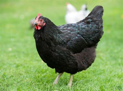 Black Australorp Chickens One Of The Most Prolific Egg Laying Breeds In